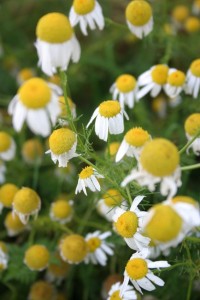 Phytotherapie Naturheilpraxis Elke Burkert